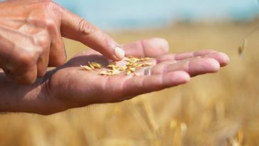 Fondul de investiţii GEM Global Yield, cu sediul în New York, intră în acţionariatul Norofert. Dezvoltarea pe pieţele din Statele Unite şi Brazilia, prioritară