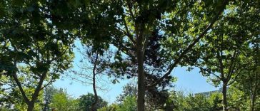 Ministrul Mediului anunţă că încep lucrările la noul parc Grozăveşti/ Reacţia internauţilor la replica lui Ciprian Ciucu dată Dianei Buzoianu, care l-a felicitat pentru sprijinul acordat la proiect: „Ironie de autobază”