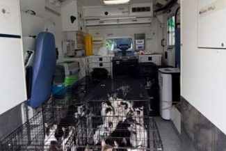 Peste 120 de pisici, ţinute de o femeie la două adrese din Sectorul 2 al Capitalei, preluate de autorităţi/ Poliţiştii fac verificări în acest caz – VIDEO
