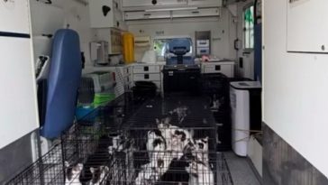 Peste 120 de pisici, ţinute de o femeie la două adrese din Sectorul 2 al Capitalei, preluate de autorităţi/ Poliţiştii fac verificări în acest caz – VIDEO