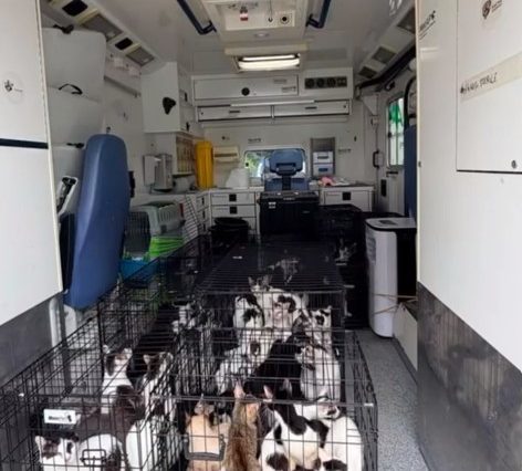 Peste 120 de pisici, ţinute de o femeie la două adrese din Sectorul 2 al Capitalei, preluate de autorităţi/ Poliţiştii fac verificări în acest caz – VIDEO