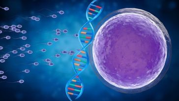 Cercetătorii au reprodus în laborator primele etape ale formării spermatozoizilor