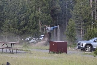 Un bărbat în vârstă, atacat şi aruncat în aer de către un bizon în SUA, la Bridge Bay, în Parcul Yellowstone – VIDEO