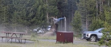 Un bărbat în vârstă, atacat şi aruncat în aer de către un bizon în SUA, la Bridge Bay, în Parcul Yellowstone – VIDEO