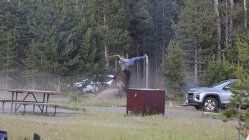 Un bărbat în vârstă, atacat şi aruncat în aer de către un bizon în SUA, la Bridge Bay, în Parcul Yellowstone – VIDEO