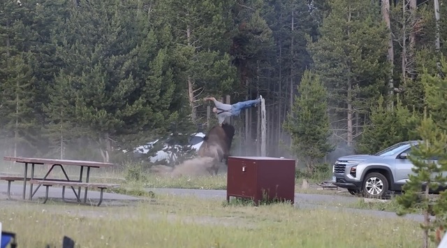 Un bărbat în vârstă, atacat şi aruncat în aer de către un bizon în SUA, la Bridge Bay, în Parcul Yellowstone – VIDEO