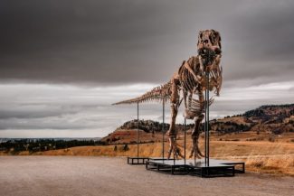 Un schelet de Tyrannosaurus rex, botezat Gus, cel mai scump dinozaur vândut vreodată