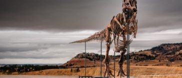 Un schelet de Tyrannosaurus rex, botezat Gus, cel mai scump dinozaur vândut vreodată