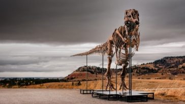 Un schelet de Tyrannosaurus rex, botezat Gus, cel mai scump dinozaur vândut vreodată