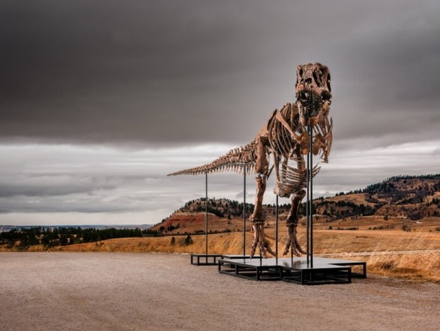 Un schelet de Tyrannosaurus rex, botezat Gus, cel mai scump dinozaur vândut vreodată