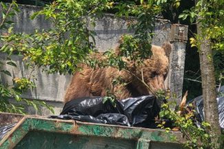 Apel al autorităţilor din Braşov către cetăţenii care aruncă deşeurile lângă insulele de colectare sau scot de seara gunoiul la poartă/ Primăria atrage atenţia că astfel de comportamente favorizează intrarea urşilor în oraş