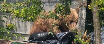 Apel al autorităţilor din Braşov către cetăţenii care aruncă deşeurile lângă insulele de colectare sau scot de seara gunoiul la poartă/ Primăria atrage atenţia că astfel de comportamente favorizează intrarea urşilor în oraş