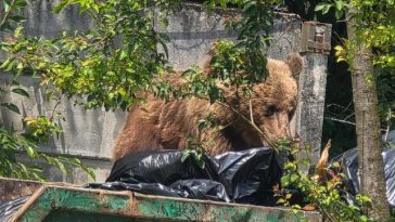 Apel al autorităţilor din Braşov către cetăţenii care aruncă deşeurile lângă insulele de colectare sau scot de seara gunoiul la poartă/ Primăria atrage atenţia că astfel de comportamente favorizează intrarea urşilor în oraş