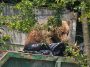 Apel al autorităţilor din Braşov către cetăţenii care aruncă deşeurile lângă insulele de colectare sau scot de seara gunoiul la poartă/ Primăria atrage atenţia că astfel de comportamente favorizează intrarea urşilor în oraş