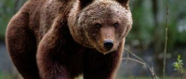 Ursoaică împuşcată în Braşov/ Animalul fusese alungat de mai multe ori din zona unui hotel din Poiana Braşov, dar măsurile nu au avut efect