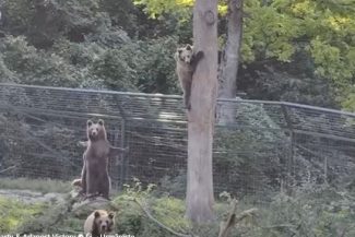 Braşov – Patru urşi din sanctuarul AMP Libearty, transferaţi în Parcul Saint Croix din Franţa