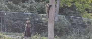 Braşov – Patru urşi din sanctuarul AMP Libearty, transferaţi în Parcul Saint Croix din Franţa