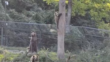 Braşov – Patru urşi din sanctuarul AMP Libearty, transferaţi în Parcul Saint Croix din Franţa