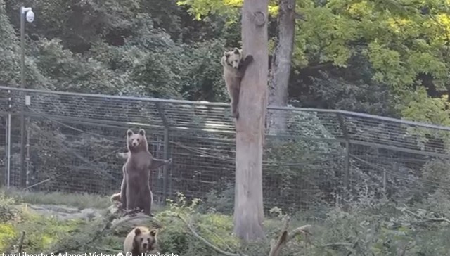 Braşov – Patru urşi din sanctuarul AMP Libearty, transferaţi în Parcul Saint Croix din Franţa