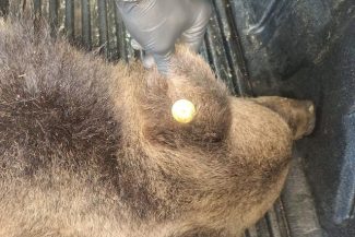 O ursoaică văzută în mod repetat în zona unui hotel din Poiana Braşov, prinsă şi eutanasiată/ Animalul fusese relocat, însă a revenit în staţiune