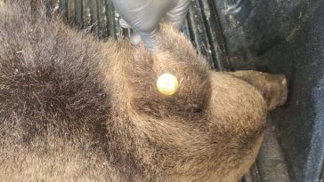 O ursoaică văzută în mod repetat în zona unui hotel din Poiana Braşov, prinsă şi eutanasiată/ Animalul fusese relocat, însă a revenit în staţiune