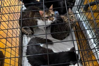Timişoara: 18 pisici salvate de poliţişti / Animalele erau ţinute într-un apartament, în condiţii improprii