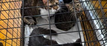 Timişoara: 18 pisici salvate de poliţişti / Animalele erau ţinute într-un apartament, în condiţii improprii