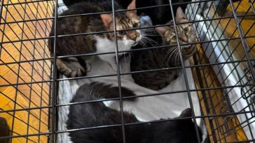 Timişoara: 18 pisici salvate de poliţişti / Animalele erau ţinute într-un apartament, în condiţii improprii