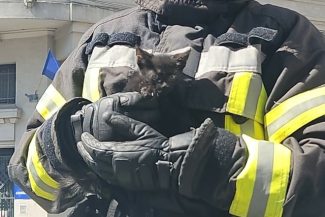 Pompierii au salvat o pisică rămasă blocată pe acoperişul Prefecturii Dolj – FOTO
