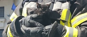 Pompierii au salvat o pisică rămasă blocată pe acoperişul Prefecturii Dolj – FOTO