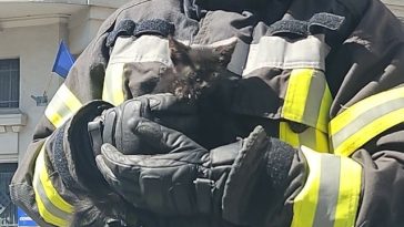 Pompierii au salvat o pisică rămasă blocată pe acoperişul Prefecturii Dolj – FOTO