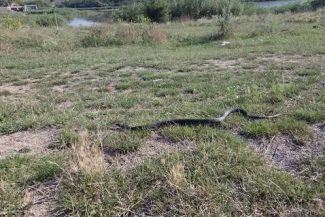 Un şarpe a fost observat pe plaja din Venus printre şezlonguri şi a fost necesară intervenţia jandarmilor – FOTO, VIDEO
