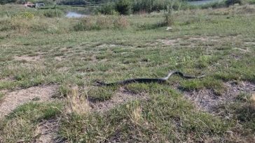 Un şarpe a fost observat pe plaja din Venus printre şezlonguri şi a fost necesară intervenţia jandarmilor – FOTO, VIDEO