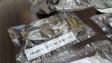 Miruţă, după ce ambasadorul rus la Bucureşti a acuzat o punere în scenă propagandistică: Să ne lase, atâta timp cât ştiinţific se dovedeşte că drona este rusească / Vladimir Putin să se ducă să vadă poarta fabricii pe care aceste produse au ieşit
