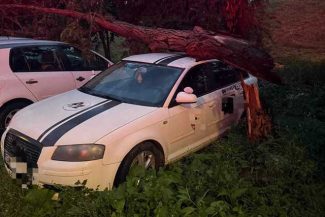 Copac doborât de vânt peste trei autoturisme în municipiul Satu Mare – FOTO