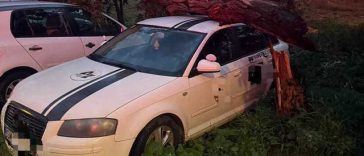 Copac doborât de vânt peste trei autoturisme în municipiul Satu Mare – FOTO