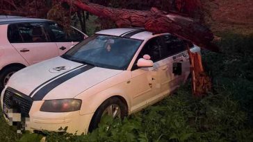 Copac doborât de vânt peste trei autoturisme în municipiul Satu Mare – FOTO