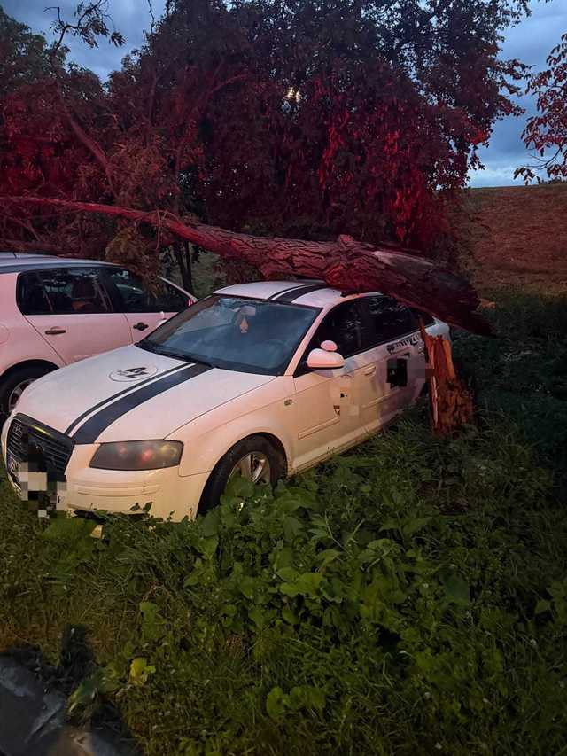 Copac doborât de vânt peste trei autoturisme în municipiul Satu Mare – FOTO