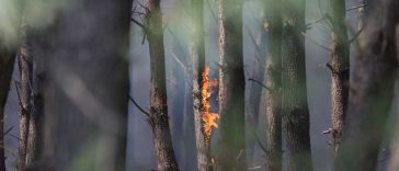 Un incendiu forestier a izbucnit în sud-estul Țărilor de Jos