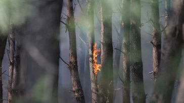 Un incendiu forestier a izbucnit în sud-estul Țărilor de Jos