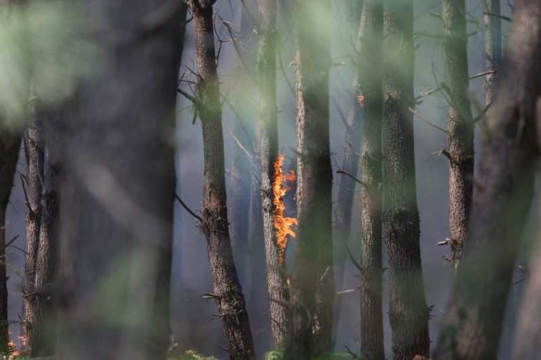 Un incendiu forestier a izbucnit în sud-estul Țărilor de Jos
