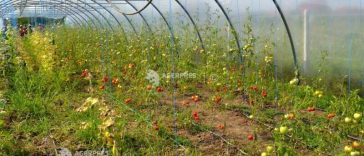 Maramureș: Temperaturile extreme și seceta prelungită afectează culturile legumicole