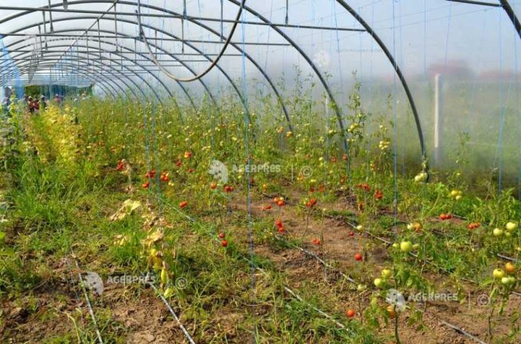 Maramureș: Temperaturile extreme și seceta prelungită afectează culturile legumicole