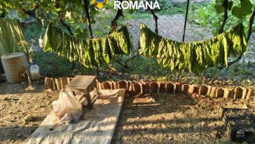 Tulcea: Aproape cinci tone de tutun, indisponibilizate de polițiști