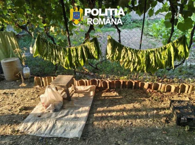 Tulcea: Aproape cinci tone de tutun, indisponibilizate de polițiști