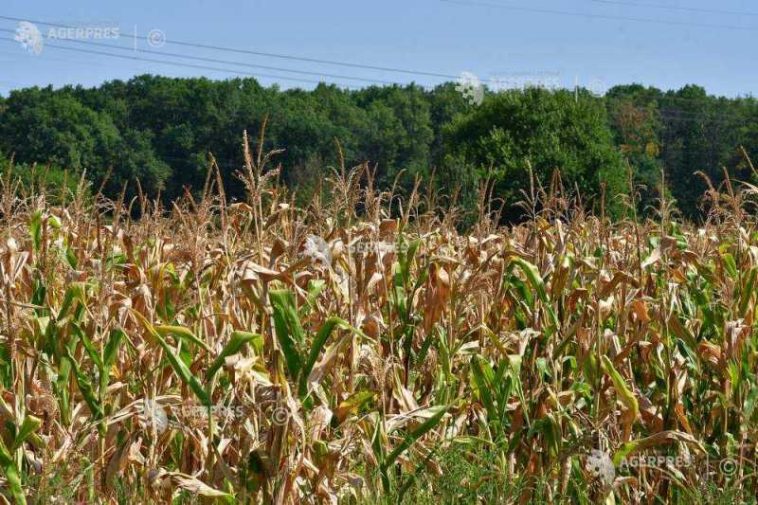 Culturile prășitoare neirigate vor fi afectate de fenomenul de ofilire temporară și răsucire a aparatului foliar (agrometeo)