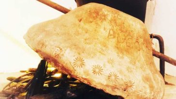Dolj: Consiliul Județean a lansat demersul pentru includerea culturii țestului din Oltenia în patrimoniul UNESCO