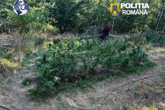 Covasna: Cultură de canabis descoperită într-o pădure din Dalnic; un bărbat, arestat preventiv