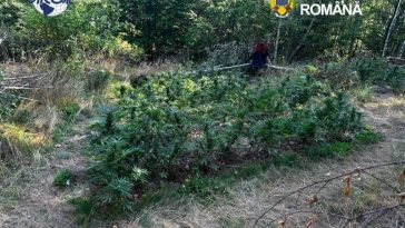 Covasna: Cultură de canabis descoperită într-o pădure din Dalnic; un bărbat, arestat preventiv