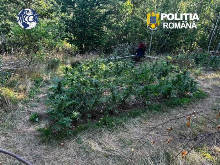 Covasna: Cultură de canabis descoperită într-o pădure din Dalnic; un bărbat, arestat preventiv